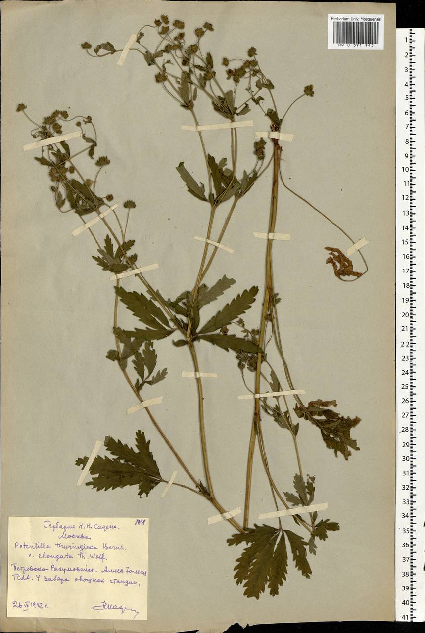 Potentilla thuringiaca subsp. goldbachii (Rupr.) Th. Wolf, Восточная Европа, Московская область и Москва (E4a) (Россия)