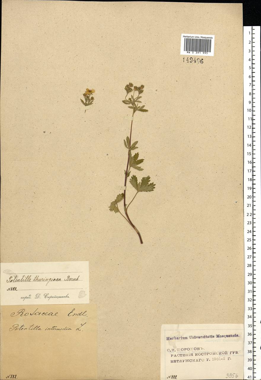 Potentilla thuringiaca subsp. goldbachii (Rupr.) Th. Wolf, Восточная Европа, Волжско-Камский район (E7) (Россия)