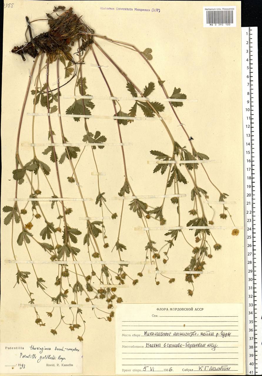 Potentilla thuringiaca subsp. goldbachii (Rupr.) Th. Wolf, Восточная Европа, Средневолжский район (E8) (Россия)