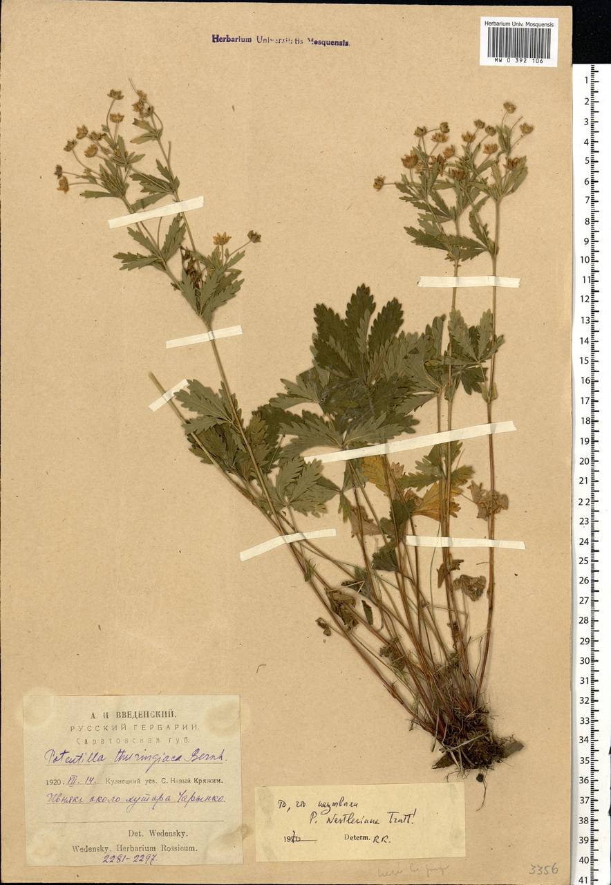 MW0392106, Potentilla goldbachii (Лапчатка Гольдбаха), specimen