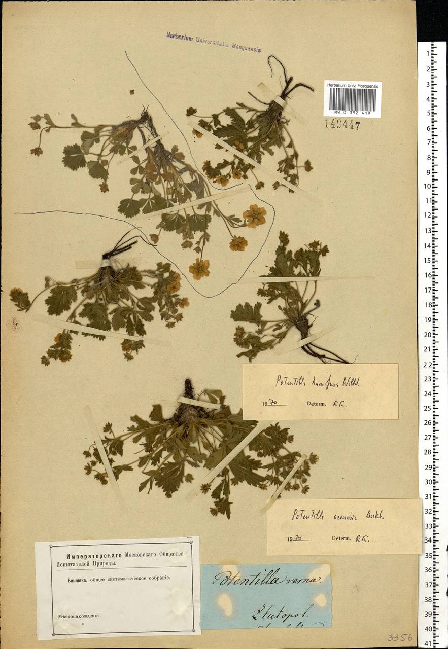 Лапчатка распростертая Willd. ex D. F. K. Schltdl., Восточная Европа, Южно-Украинский район (E12) (Украина)