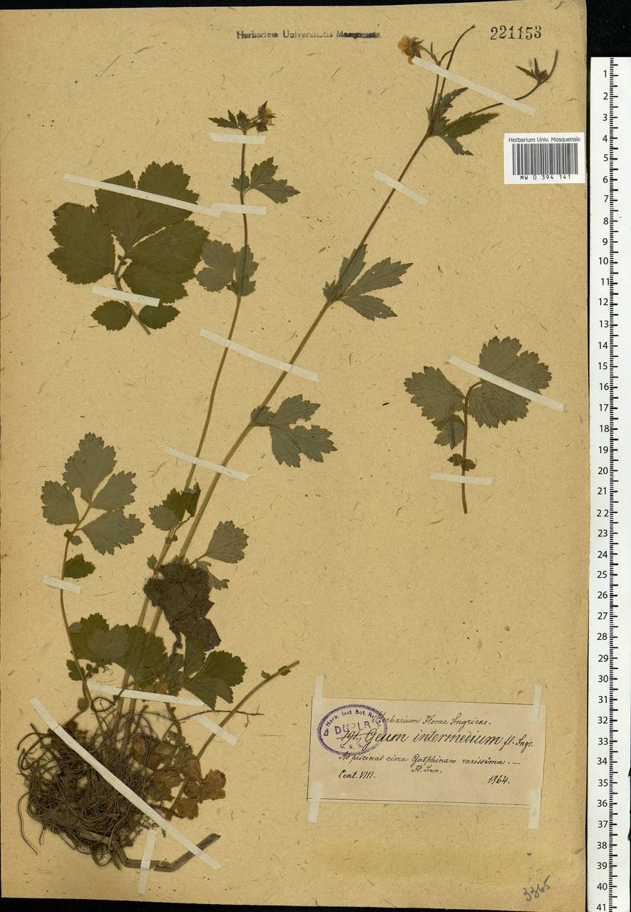 Geum × intermedium Ehrh., Восточная Европа, Северо-Западный район (E2) (Россия)