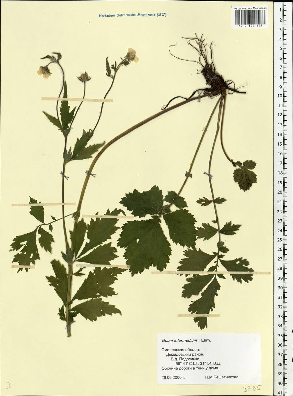 Geum × intermedium Ehrh., Восточная Европа, Западный район (E3) (Россия)