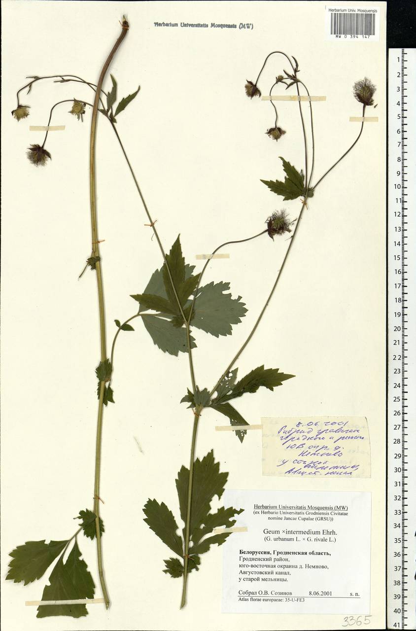 Geum × intermedium Ehrh., Восточная Европа, Белоруссия (E3a) (Белоруссия)
