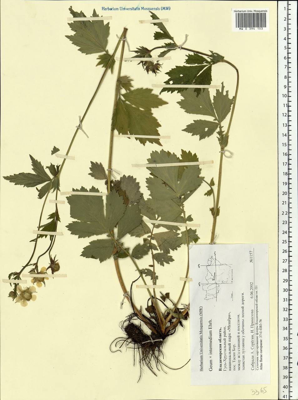 Geum × intermedium Ehrh., Восточная Европа, Центральный район (E4) (Россия)