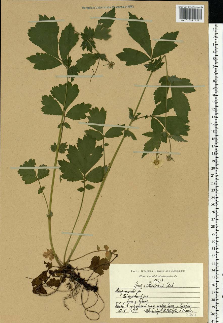 Geum × intermedium Ehrh., Восточная Европа, Центральный район (E4) (Россия)