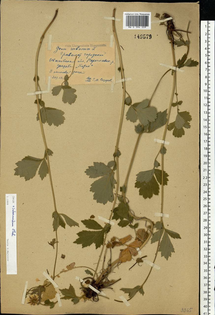 Geum × intermedium Ehrh., Восточная Европа, Центральный лесной район (E5) (Россия)
