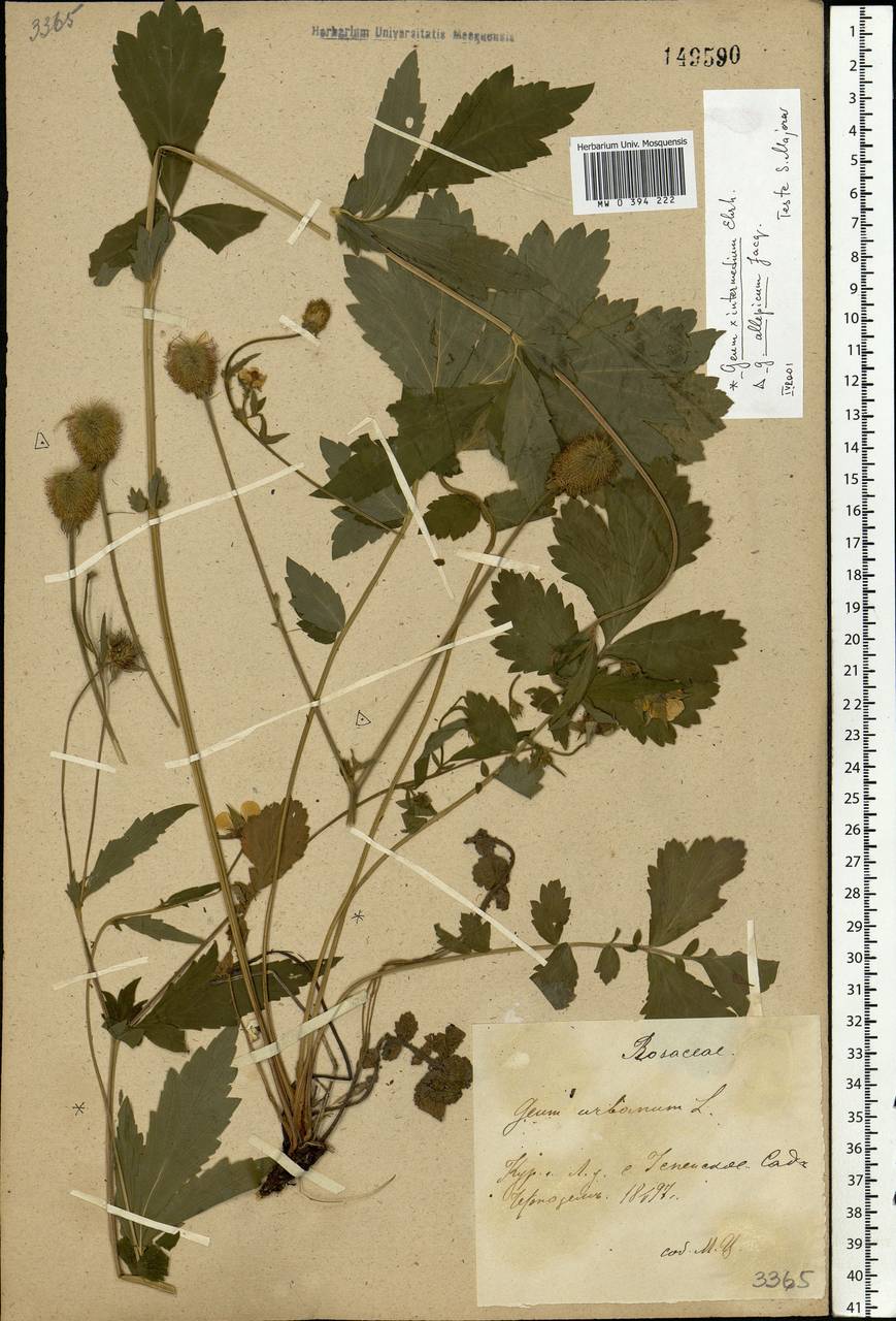 Geum × intermedium Ehrh., Восточная Европа, Центральный лесостепной район (E6) (Россия)