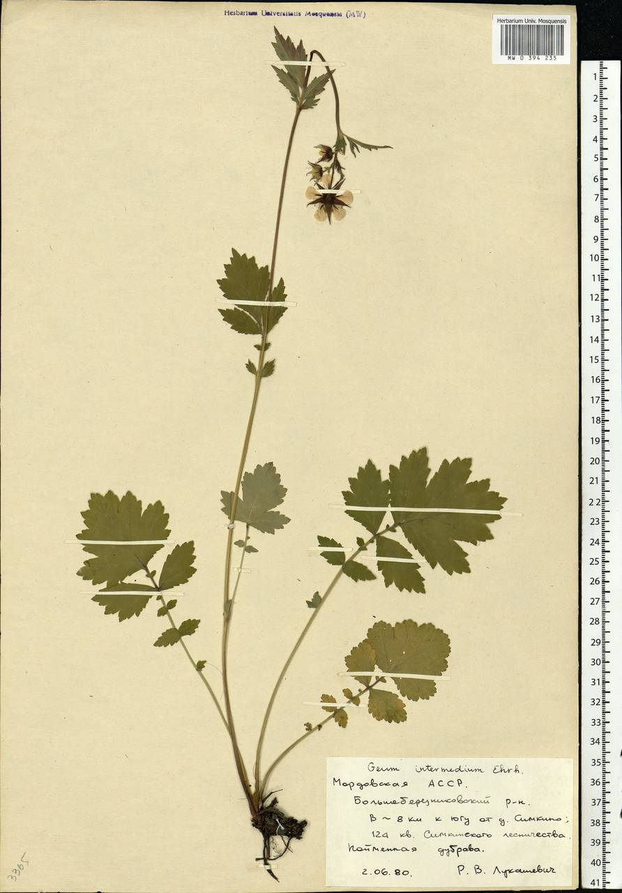 Geum × intermedium Ehrh., Восточная Европа, Средневолжский район (E8) (Россия)