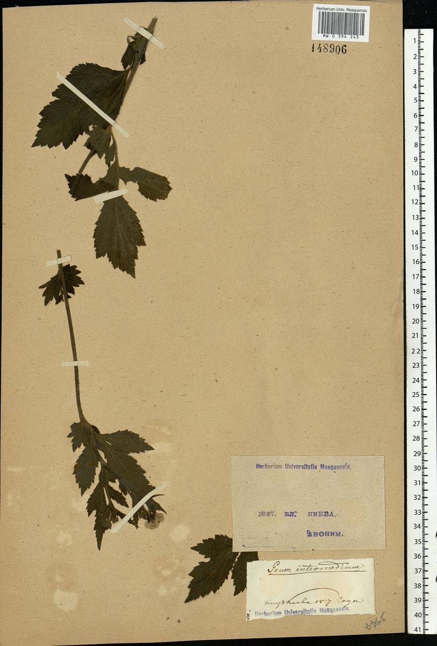 Geum × intermedium Ehrh., Восточная Европа, Северо-Украинский район (E11) (Украина)