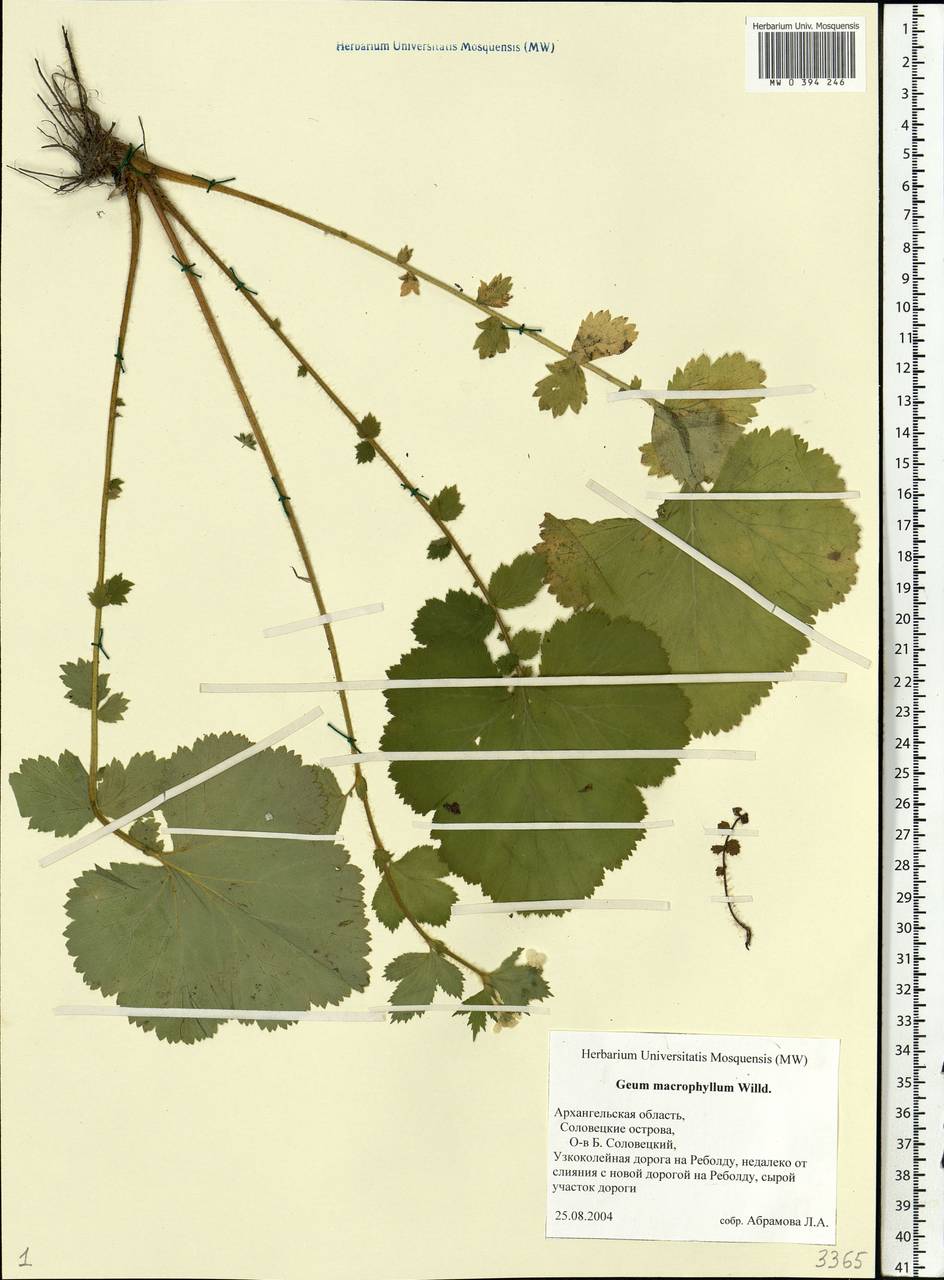Гравилат крупнолистный Willd., Восточная Европа, Северный район (E1) (Россия)