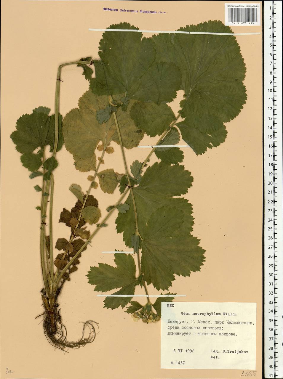 Гравилат крупнолистный Willd., Восточная Европа, Белоруссия (E3a) (Белоруссия)