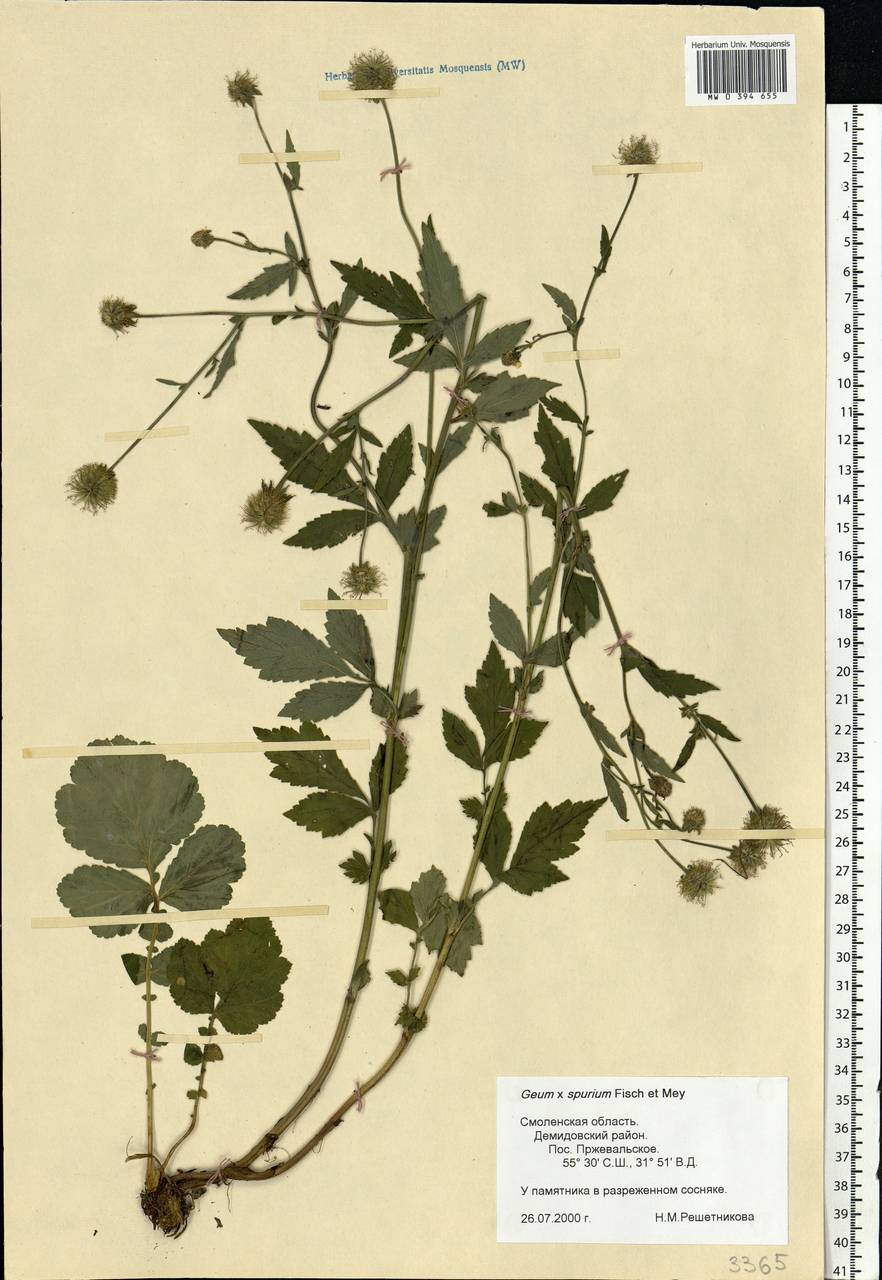 Geum ×spurium Fisch. & C. A. Mey., Восточная Европа, Западный район (E3) (Россия)