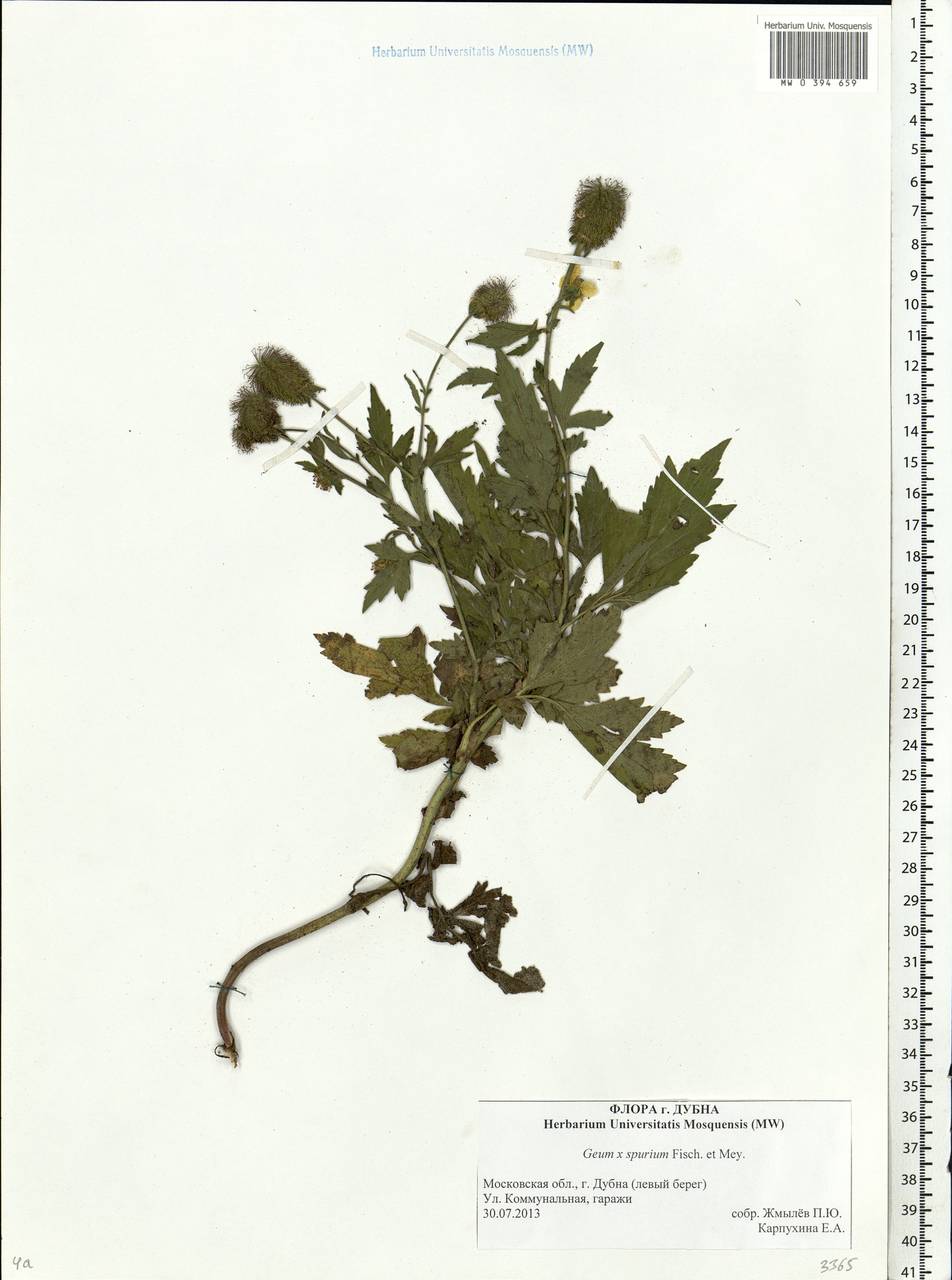 Geum ×spurium Fisch. & C. A. Mey., Восточная Европа, Московская область и Москва (E4a) (Россия)