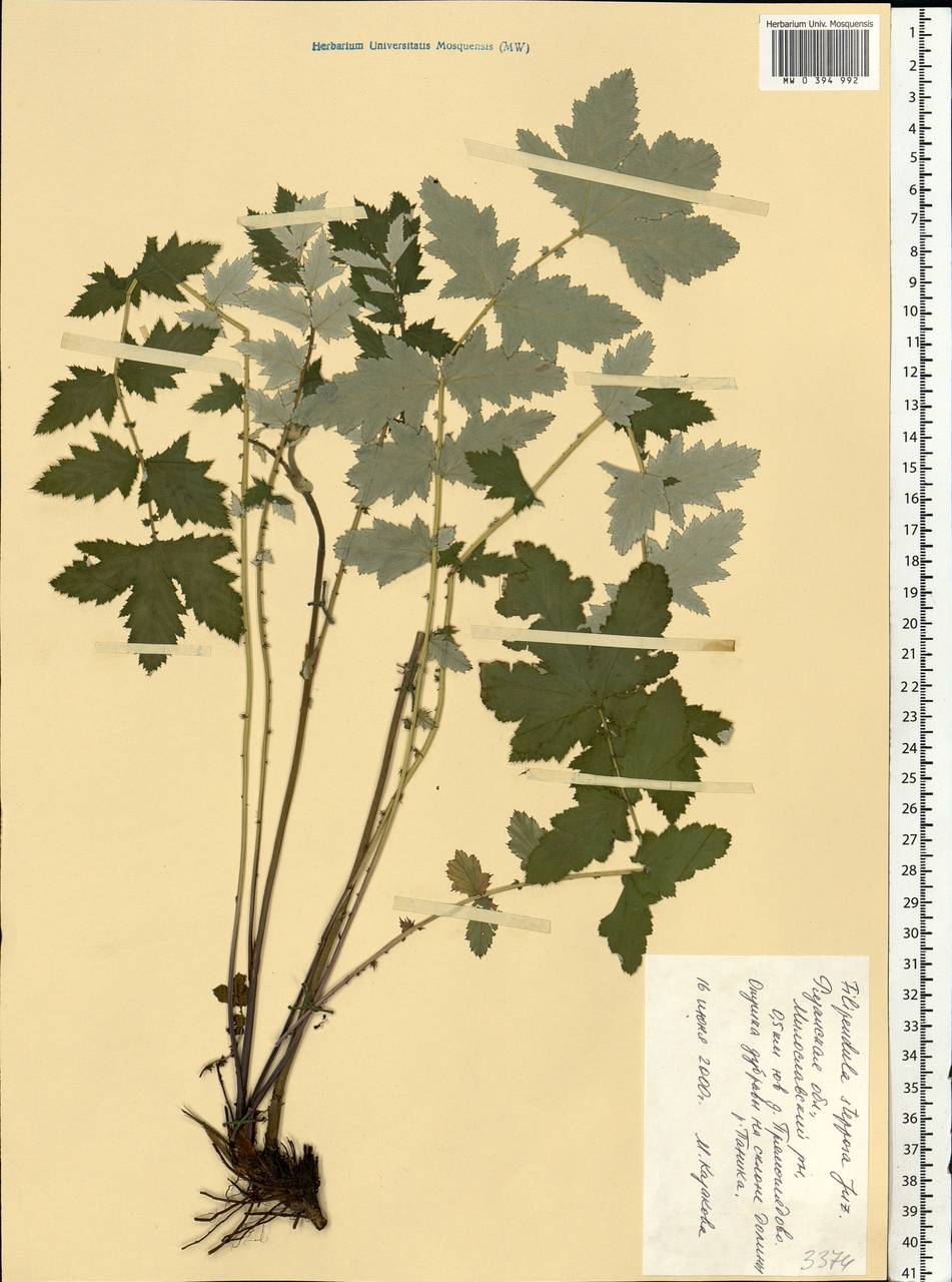 Filipendula ulmaria subsp. picbaueri (Podp.) Smejkal, Восточная Европа, Центральный район (E4) (Россия)
