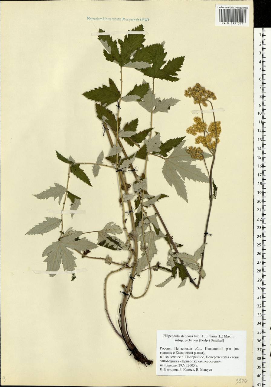 Filipendula ulmaria subsp. picbaueri (Podp.) Smejkal, Восточная Европа, Средневолжский район (E8) (Россия)