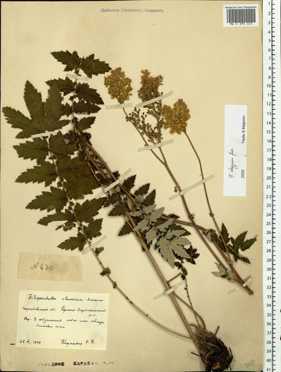 Filipendula ulmaria subsp. picbaueri (Podp.) Smejkal, Восточная Европа, Нижневолжский район (E9) (Россия)