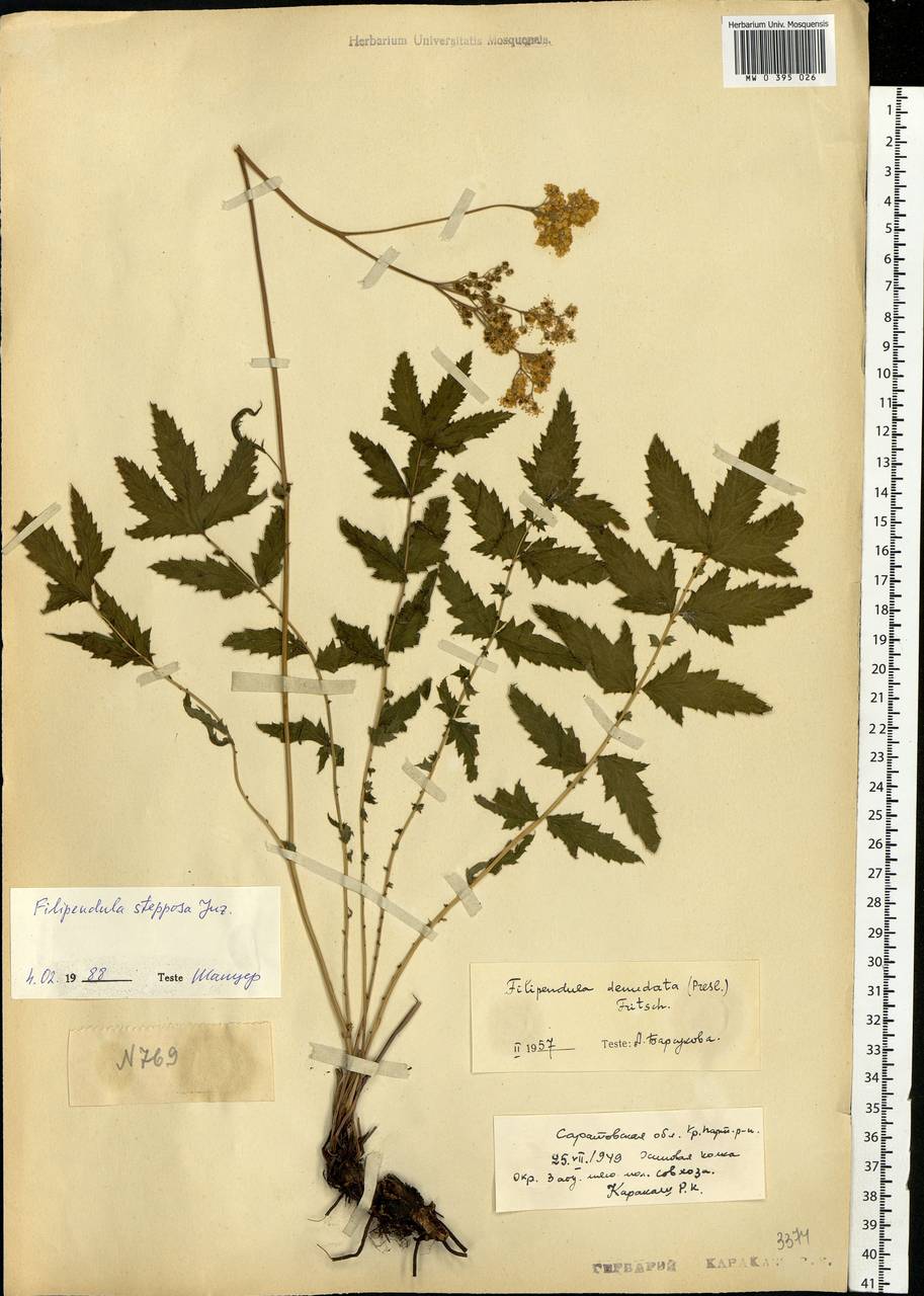 Filipendula ulmaria subsp. picbaueri (Podp.) Smejkal, Восточная Европа, Нижневолжский район (E9) (Россия)