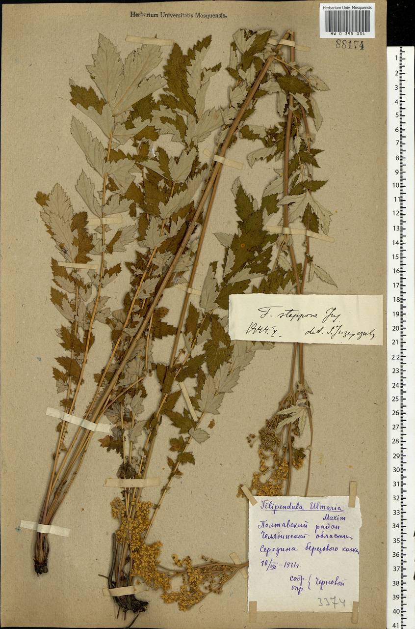 Filipendula ulmaria subsp. picbaueri (Podp.) Smejkal, Восточная Европа, Восточный район (E10) (Россия)