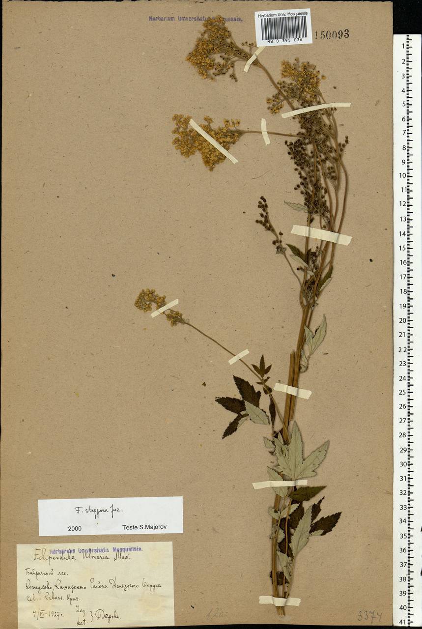 Filipendula ulmaria subsp. picbaueri (Podp.) Smejkal, Восточная Европа, Ростовская область (E12a) (Россия)