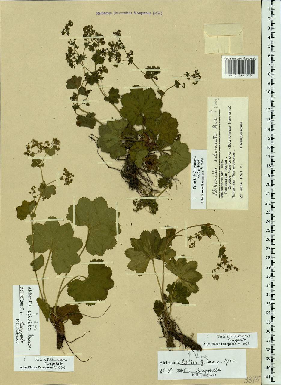 Манжетка городчатая Buser, Восточная Европа, Западно-Украинский район (E13) (Украина)