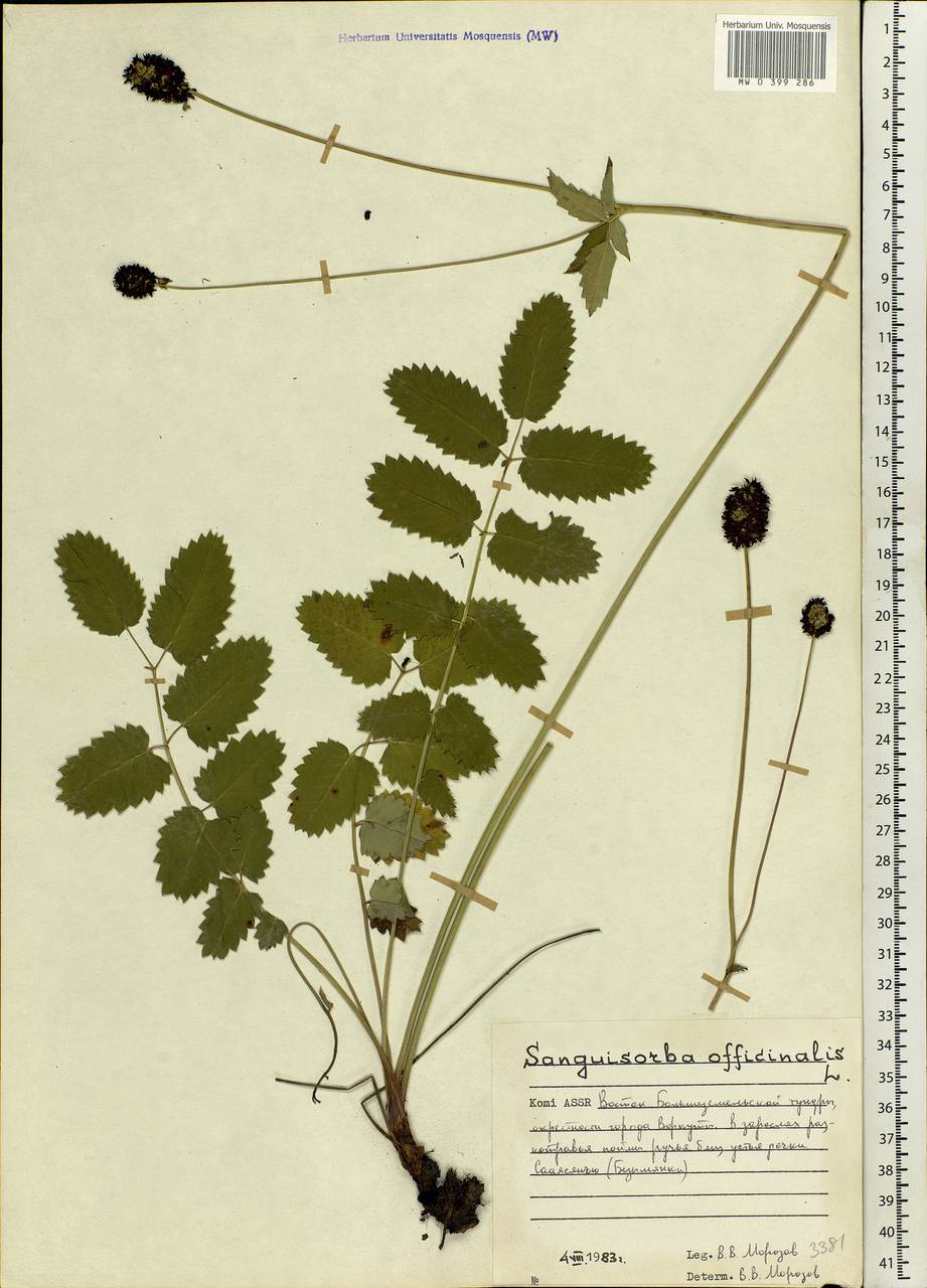 Sanguisorba officinalis гербарий
