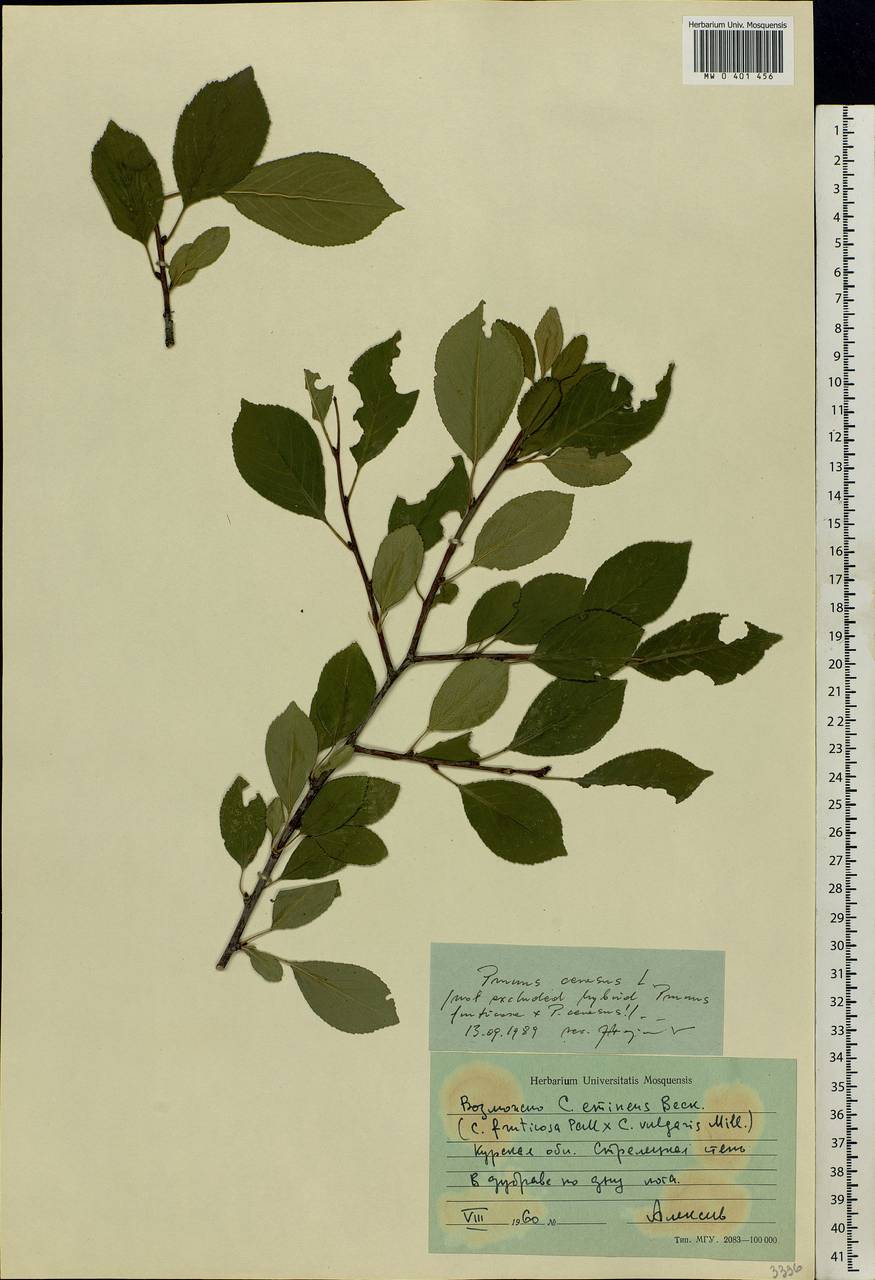 Prunus ×eminens Beck, Восточная Европа, Центральный лесостепной район (E6) (Россия)