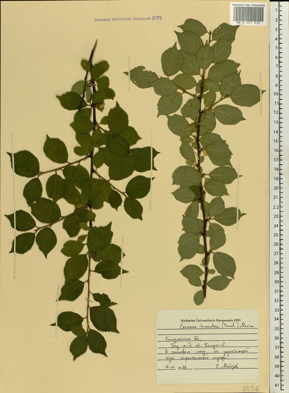 Prunus tomentosa Thunb., Восточная Европа, Центральный район (E4) (Россия)