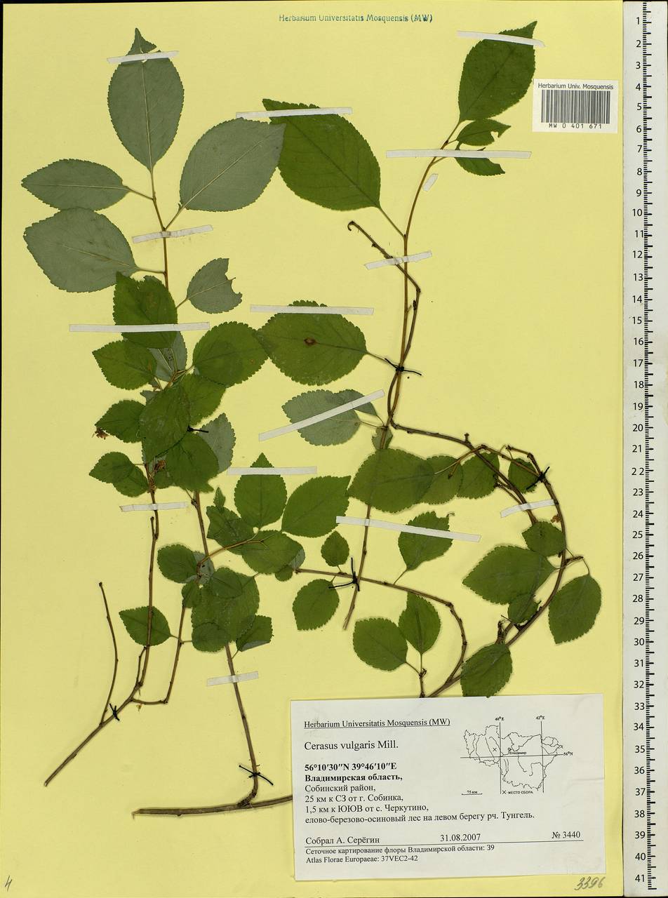Prunus cerasus subsp. cerasus, Восточная Европа, Центральный район (E4) (Россия)