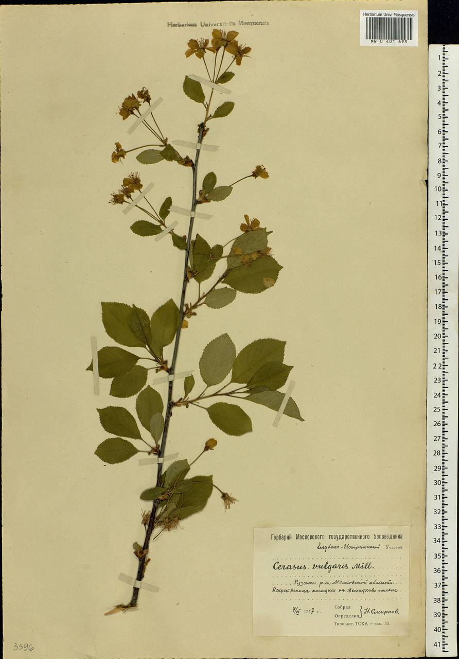 Prunus cerasus subsp. cerasus, Восточная Европа, Московская область и Москва (E4a) (Россия)