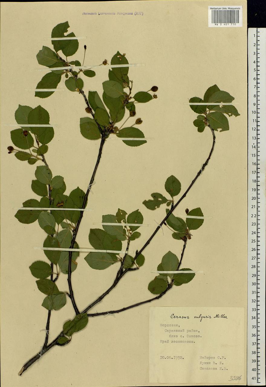 Prunus cerasus subsp. cerasus, Восточная Европа, Средневолжский район (E8) (Россия)