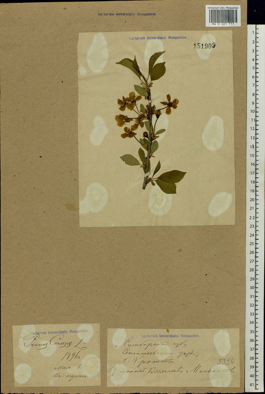 Prunus cerasus subsp. cerasus, Восточная Европа, Средневолжский район (E8) (Россия)