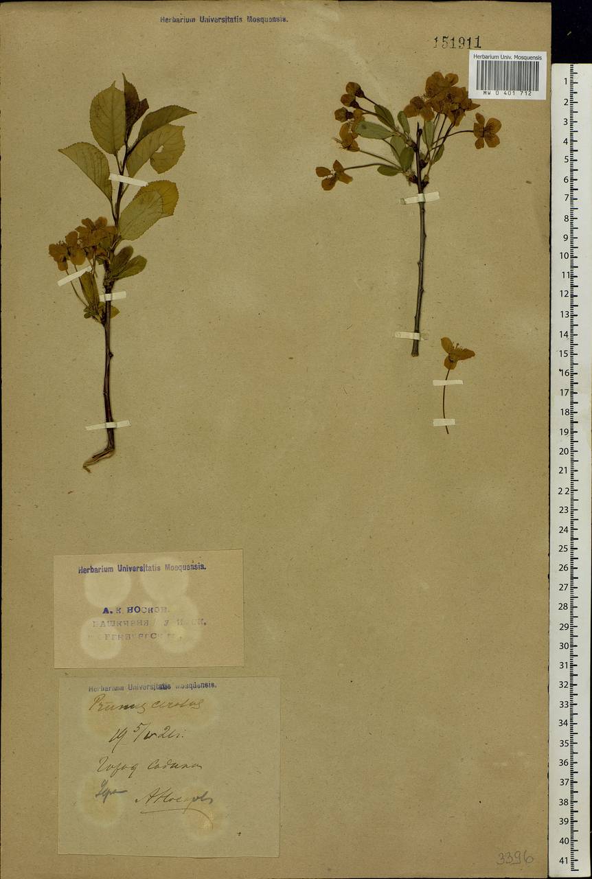 Prunus cerasus subsp. cerasus, Восточная Европа, Восточный район (E10) (Россия)