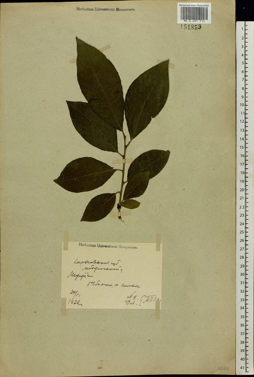 Prunus cerasus subsp. cerasus, Восточная Европа, Северо-Украинский район (E11) (Украина)
