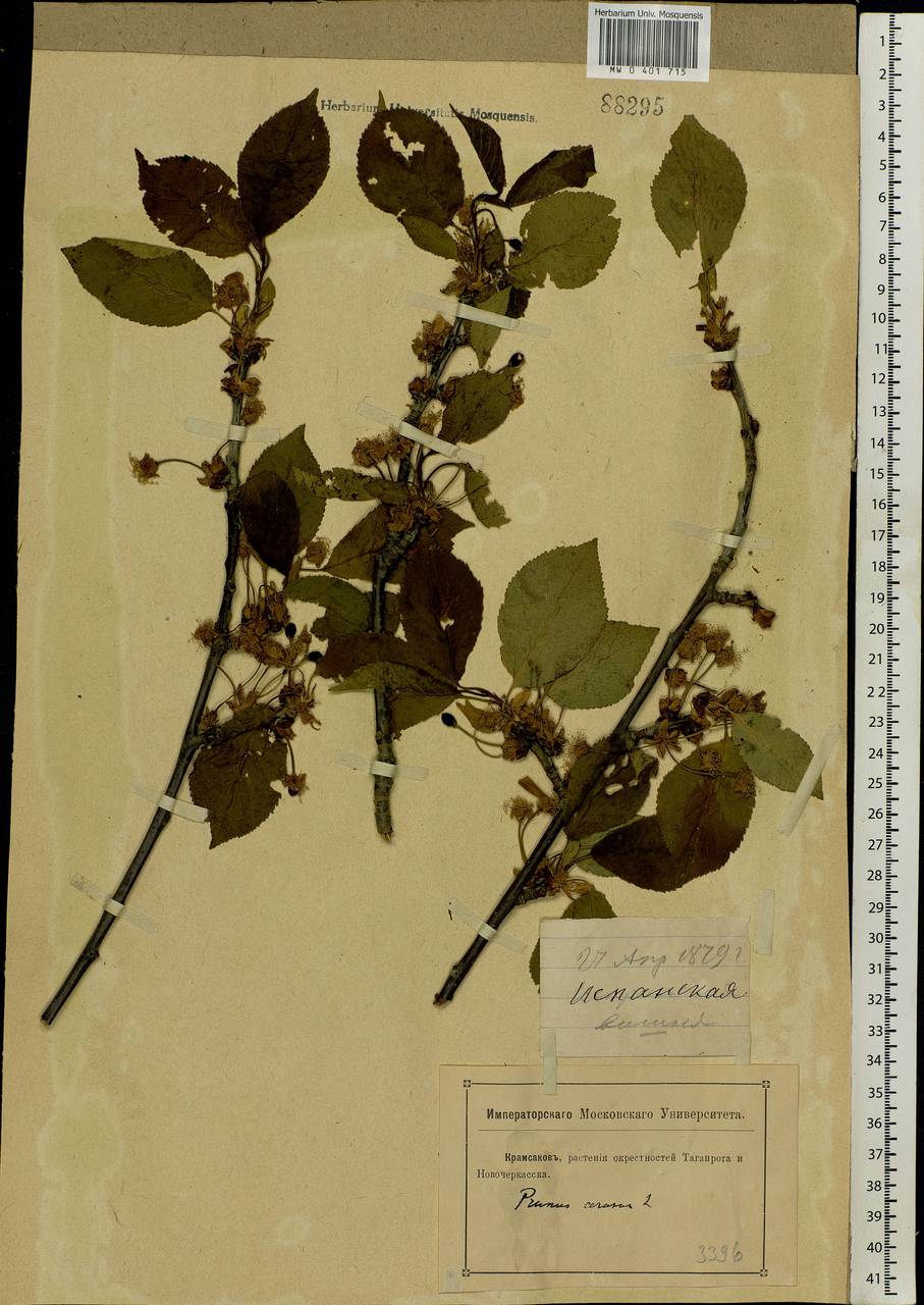 Prunus cerasus subsp. cerasus, Восточная Европа, Ростовская область (E12a) (Россия)