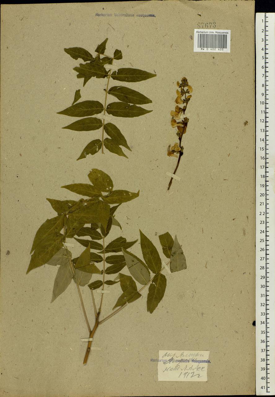Fabaceae, Крым (KRYM) (Россия)