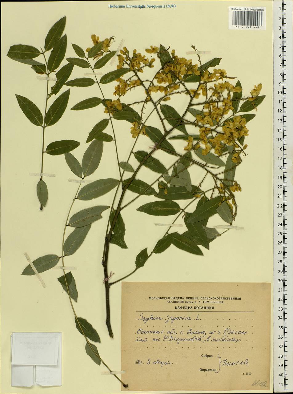 Стифнолобиум японский (L.)Schott, Восточная Европа, Южно-Украинский район (E12) (Украина)