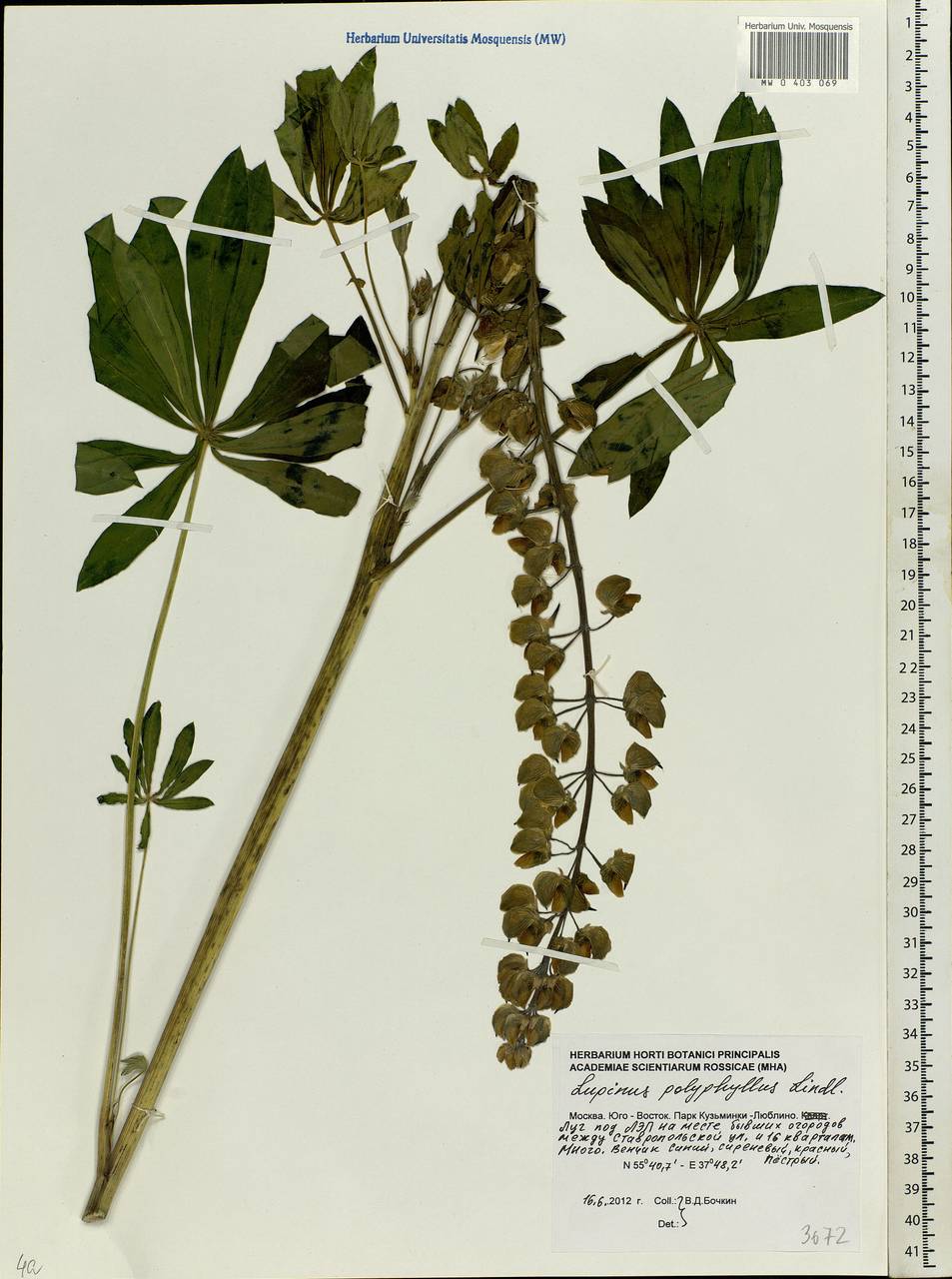 Какой тип питания характерен для люпина. Lupinus polyphyllus гербарий. Lupinus polyphyllus формула цветка. Люпин многолистный строение. Люпин многолистный диаграмма цветка.