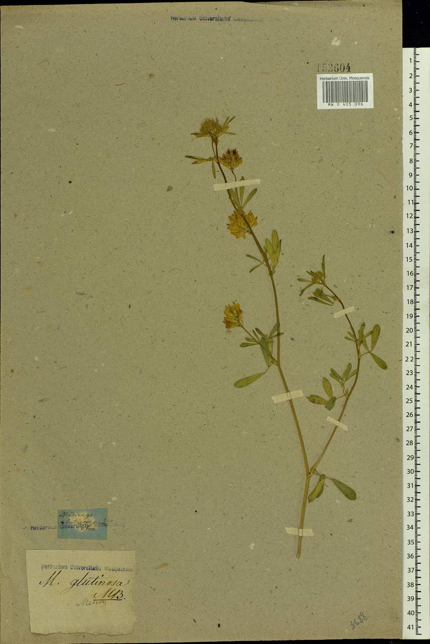 Medicago sativa subsp. glomerata (Balb.) Rouy, Восточная Европа, Южно-Украинский район (E12) (Украина)