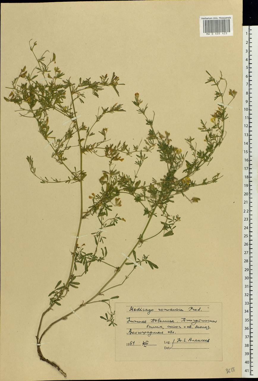 Medicago falcata subsp. falcata, Восточная Европа, Нижневолжский район (E9) (Россия)