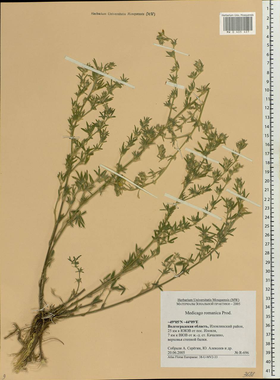 Medicago falcata subsp. falcata, Восточная Европа, Нижневолжский район (E9) (Россия)