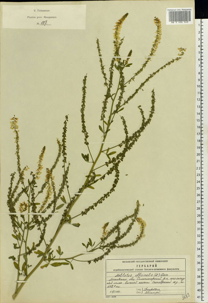 Melilotus officinalis гербарий