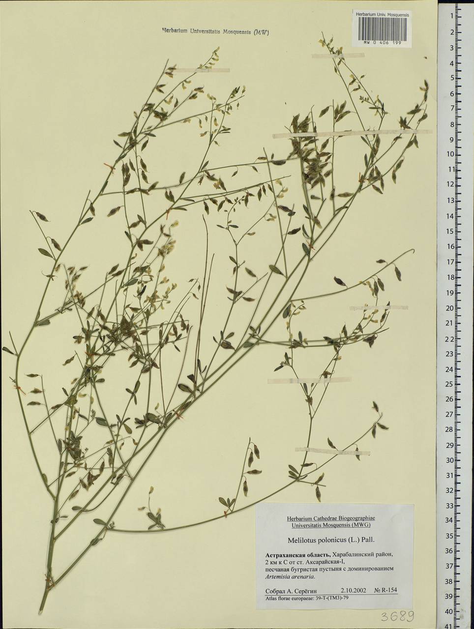 Донник польский (L.)Pall., Восточная Европа, Нижневолжский район (E9) (Россия)