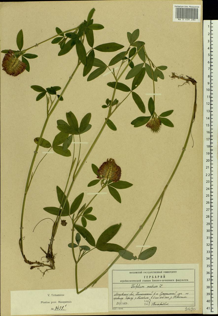 Клевер средний Trifolium Medium