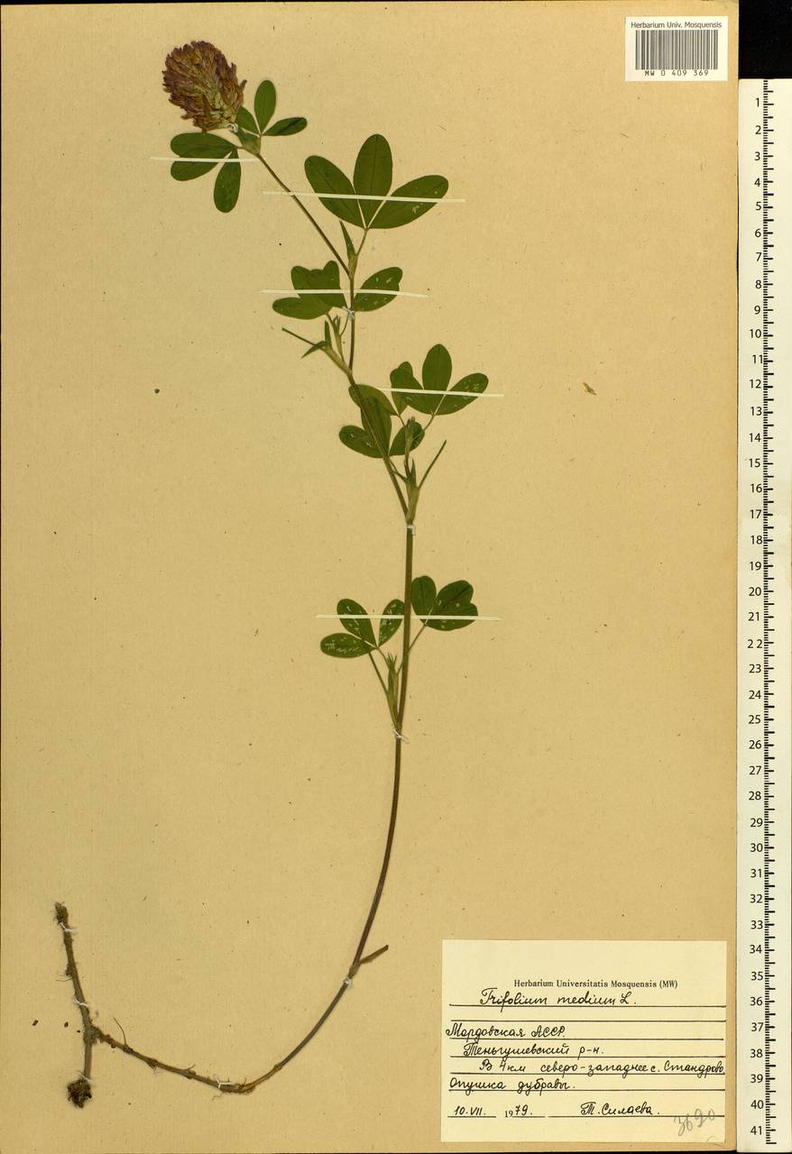 Клевер средний Trifolium Medium