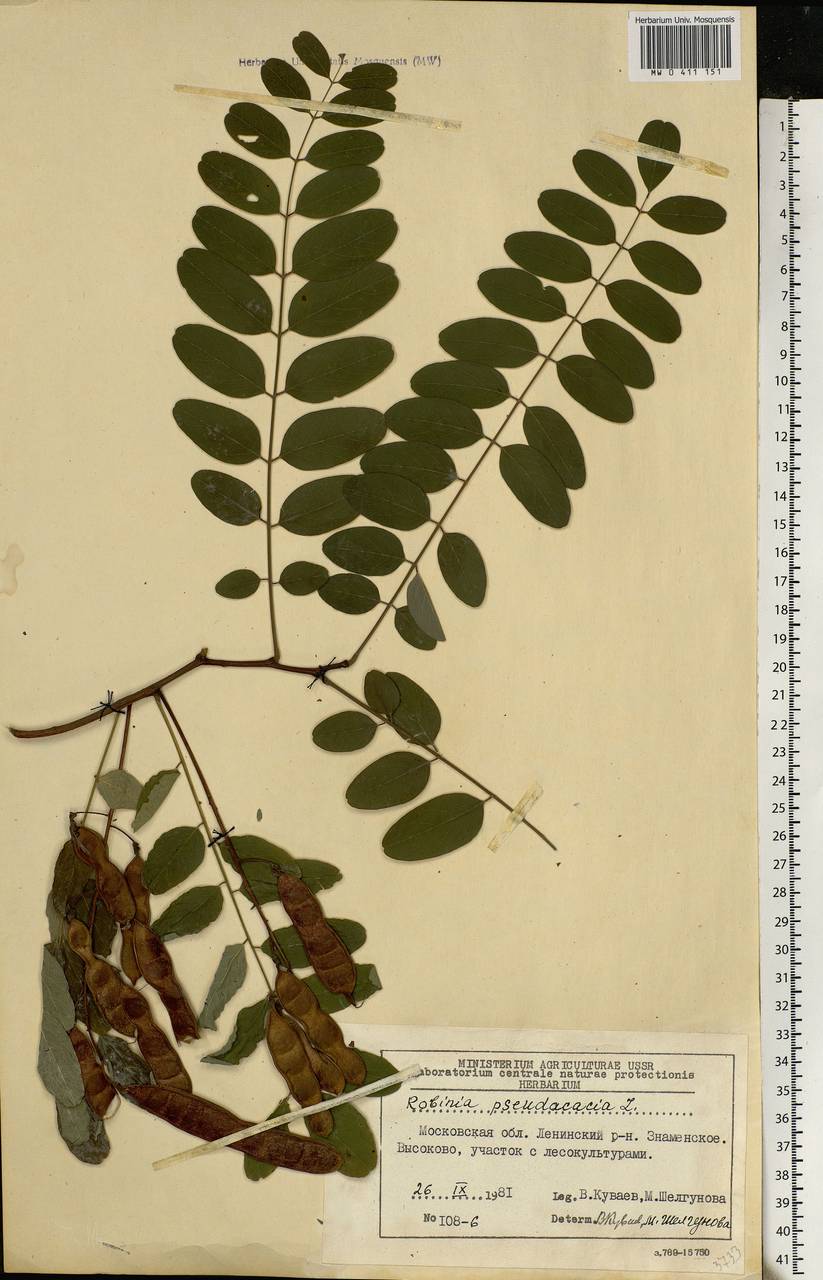 Акация белая - Robinia pseudoacacia гербарий