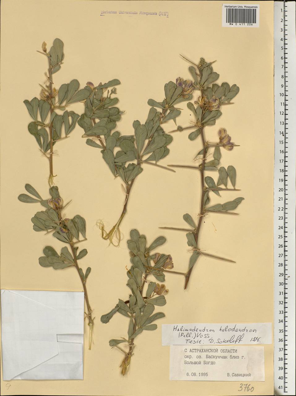 Caragana halodendron (Pall.) Dum.Cours., Восточная Европа, Нижневолжский район (E9) (Россия)