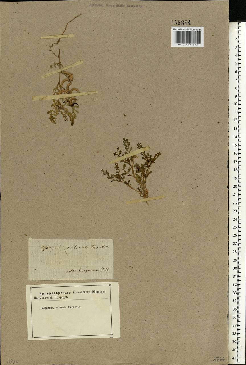 Астрагал сетчатый Bieb., Восточная Европа, Нижневолжский район (E9) (Россия)