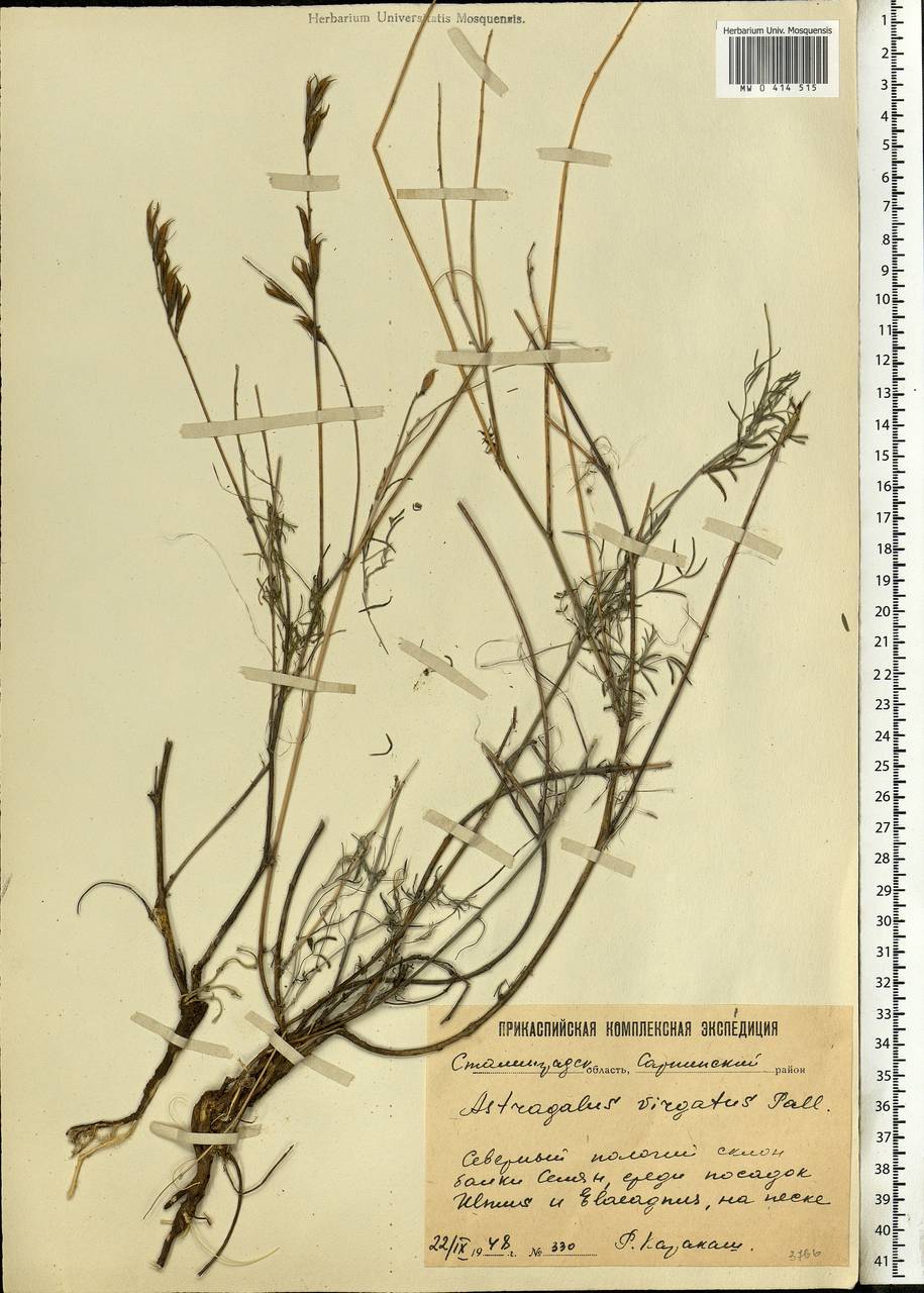 Астрагал изменчивый, Восточная Европа, Нижневолжский район (E9) (Россия)