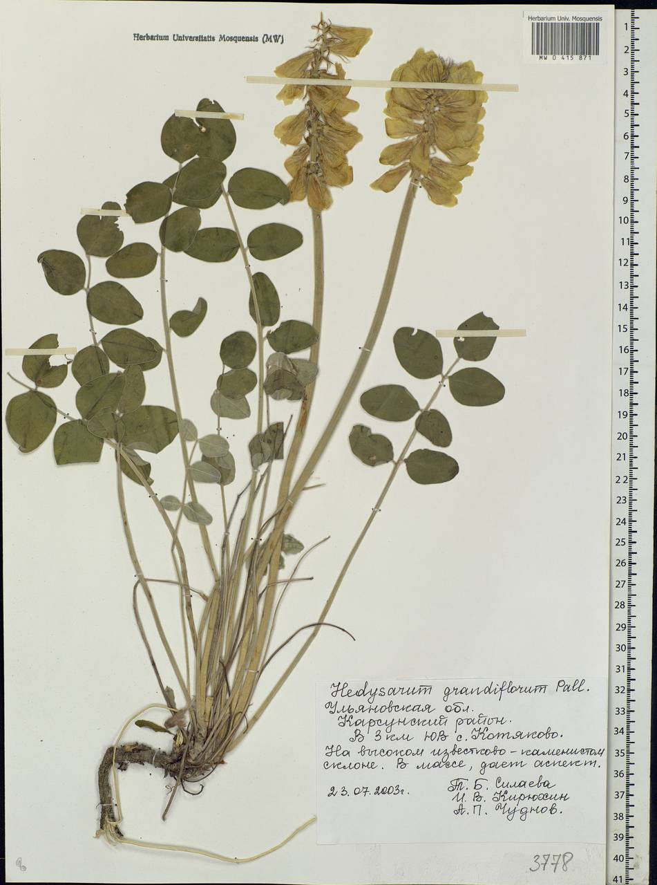 Hedysarum grandiflorum Ботаническая иллюстрация